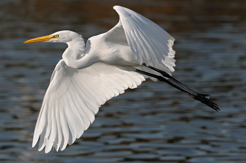 Egret flies